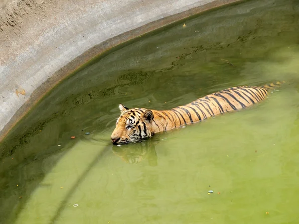 Tigre de bengala real — Foto de Stock