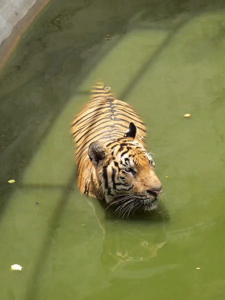 Koninklijke Bengaalse tijger — Stockfoto