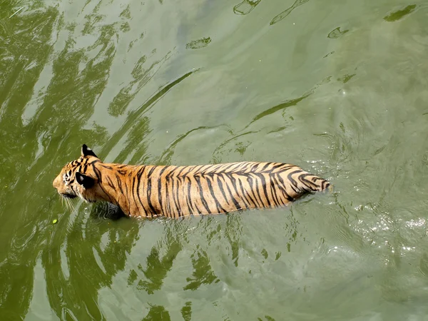 Koninklijke Bengaalse tijger — Stockfoto