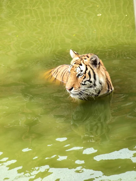 Koninklijke Bengaalse tijger — Stockfoto