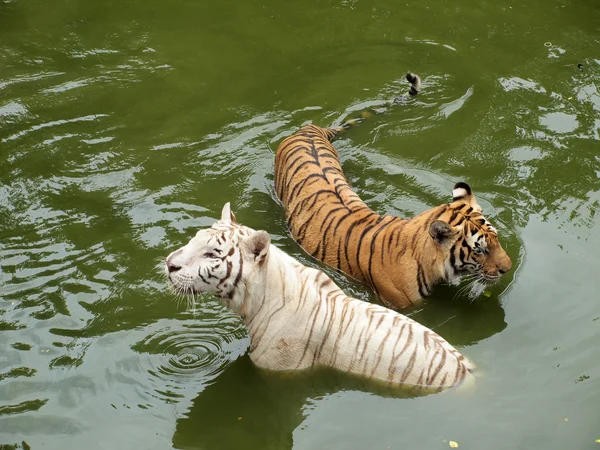 Королевский бенгальский тигр — стоковое фото