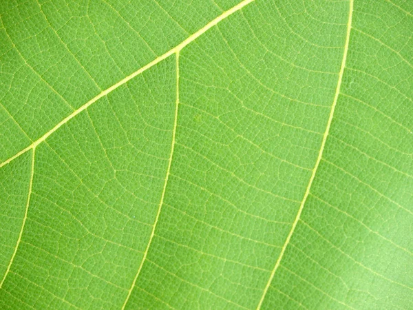 Folha verde close-up — Fotografia de Stock