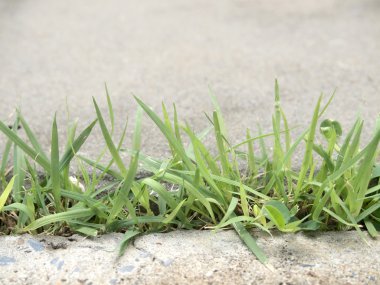 Taze Bahar Yeşil Çim