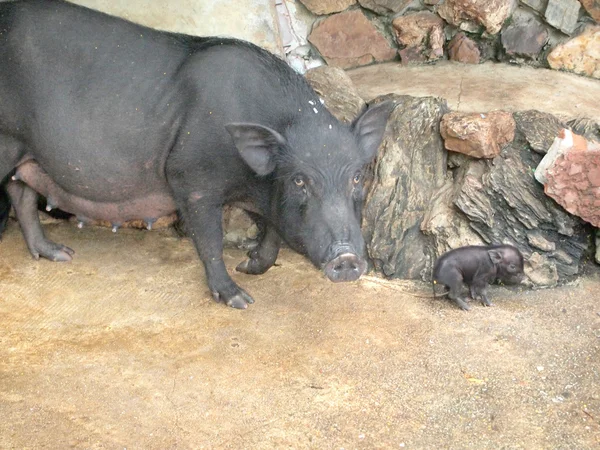 Wild boar — Stock Photo, Image