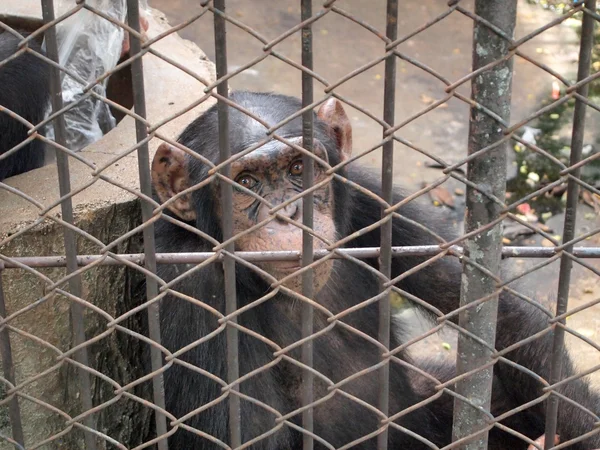 Monkey in a cage — Stock Photo, Image