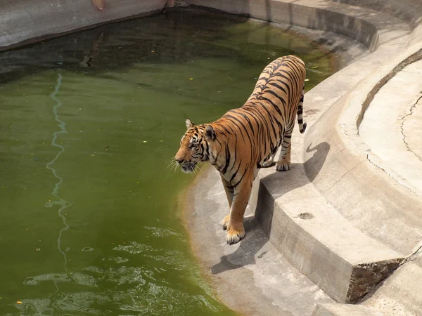 Royal bengal tiger — Stock Photo, Image