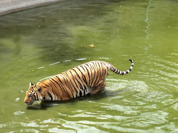 Tigre de bengala real — Foto de Stock