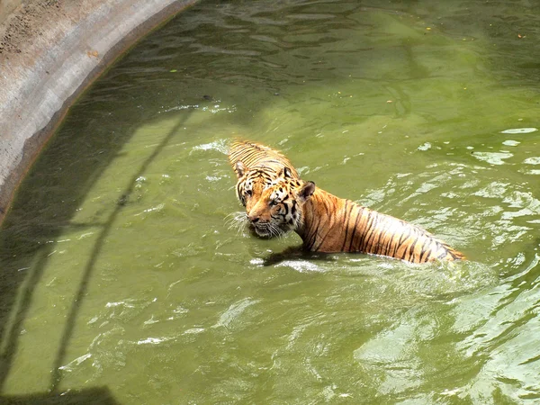 Tigre real de bengala — Fotografia de Stock