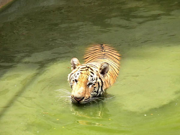 Tigre real de bengala — Fotografia de Stock