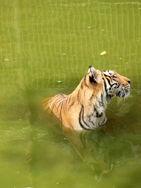 Tigre real de bengala — Fotografia de Stock