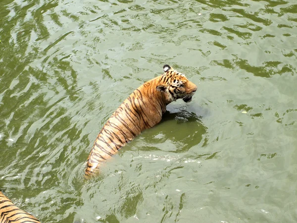 Tigre de bengala real — Foto de Stock