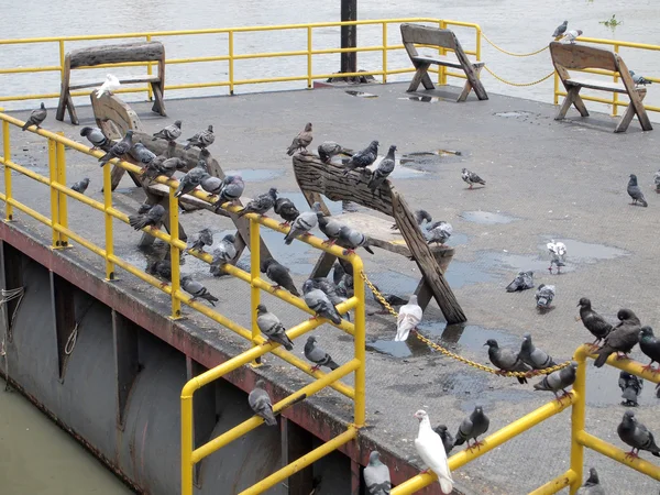 Many pigeon — Stock Photo, Image