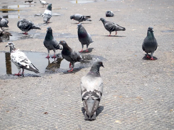 Beaucoup de pigeons — Photo