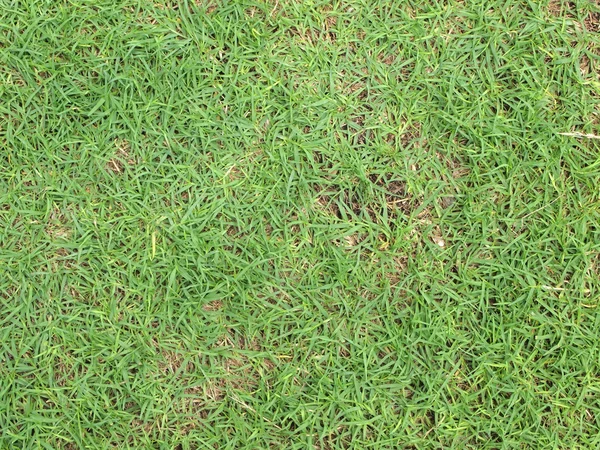 Tekstur rumput hijau dari lapangan — Stok Foto