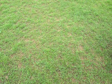 Bir tarladan yeşil çimen dokusu