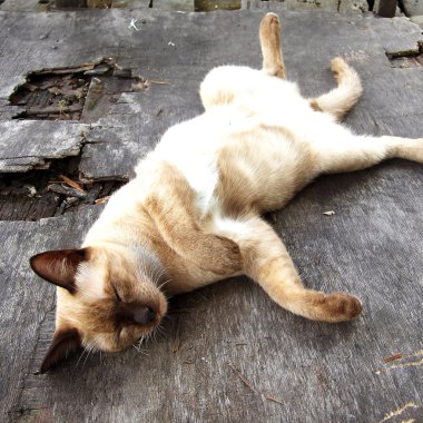 bir tahta üzerinde uyuyan kedi