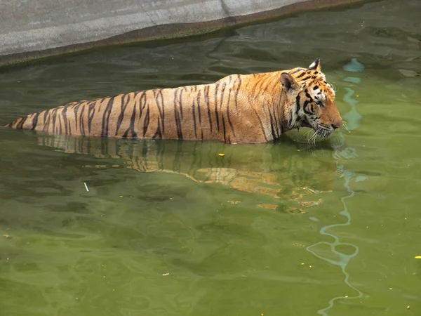 Tigre real de bengala — Fotografia de Stock