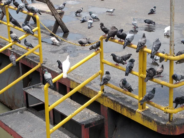 Beaucoup de pigeons — Photo