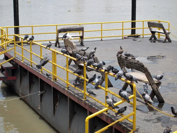 Muchas palomas — Foto de Stock