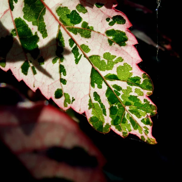 Hoja que brilla a la luz del sol — Foto de Stock