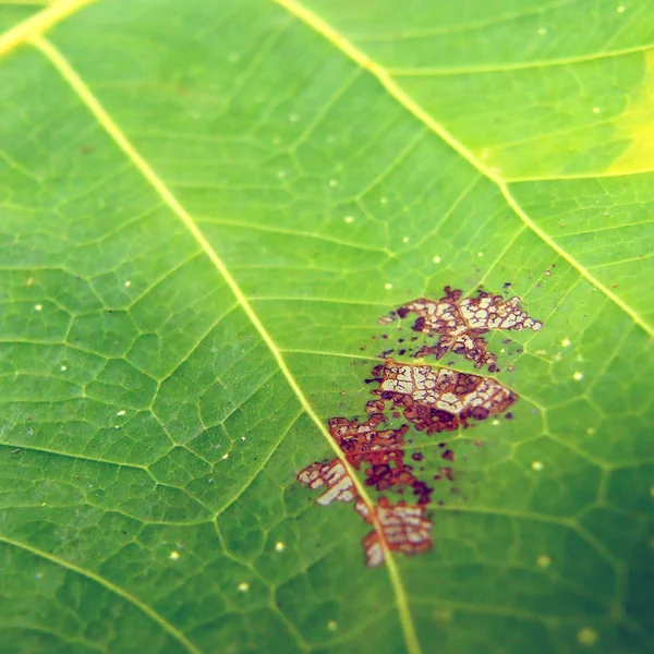 Green leaf macro background — Stock Photo, Image