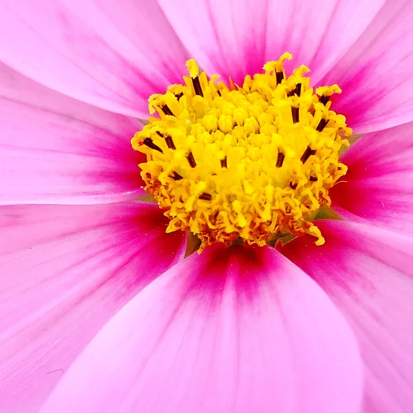 Detail of beautiful flower for texture — Stock Photo, Image