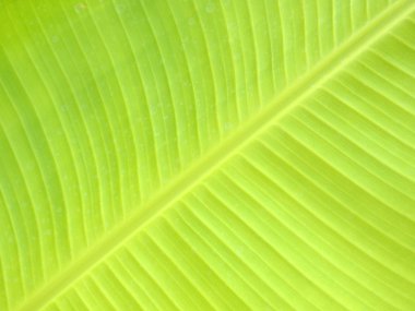 Muz yaprağı dokusuna yakın, yeşil ve taze, bir parkta.