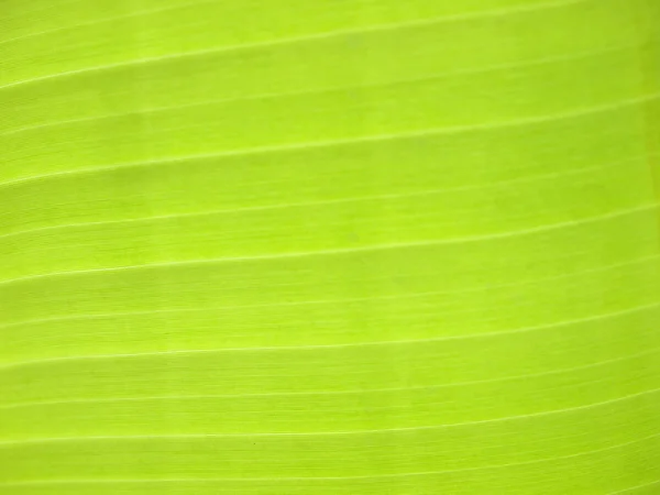 Detailní záběr na banánové listy, zelené a svěží, v parku — Stock fotografie