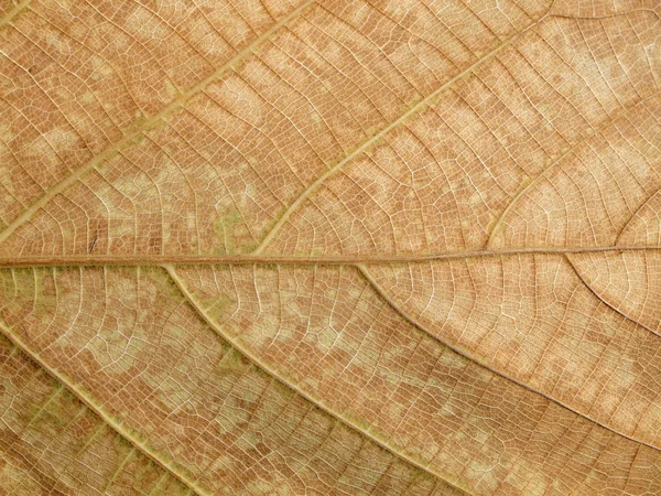 Texture des feuilles brun sec — Photo