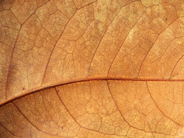 Dry brown leaf texture — Stock Photo, Image