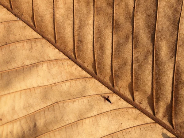 Dry brown leaf texture — Stock Photo, Image