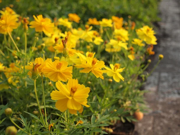 Güzel sarı çiçekleri olan bahar arkaplanı — Stok fotoğraf