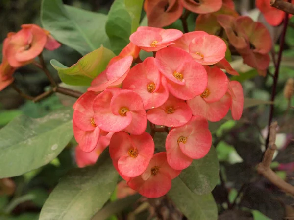 Krona av törnen blommor, euphorbia milli desmoul — Stockfoto