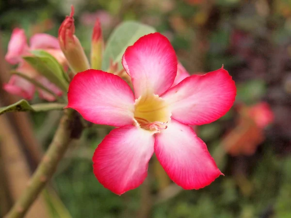 Rosa rosa do deserto — Fotografia de Stock