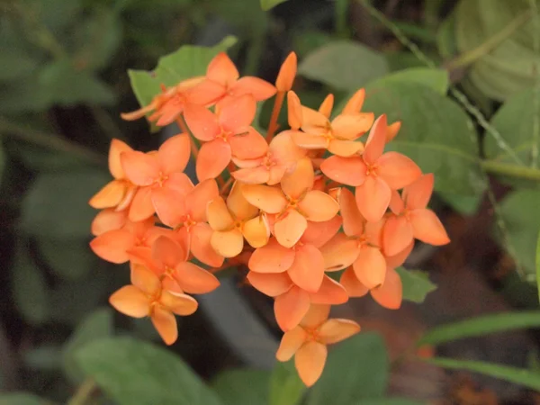 Orange blomma spike — Stockfoto