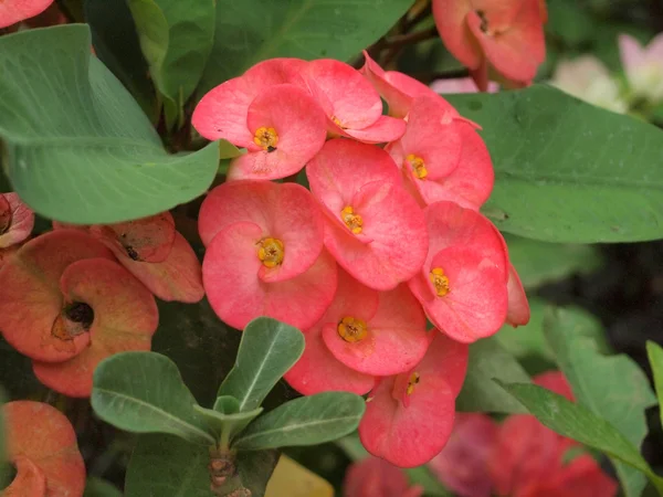 Krona av törnen blommor, euphorbia milli desmoul — Stockfoto