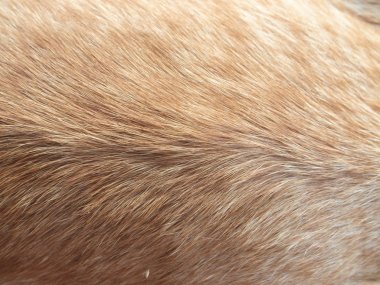 Hayvan saç rengi: saç kedi olduğunu