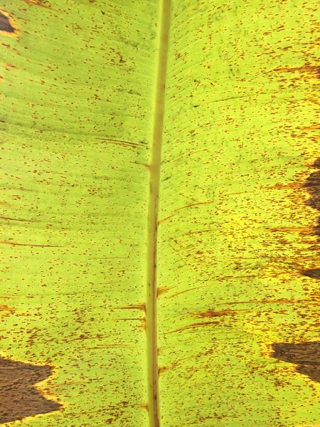 Fondo de hoja de plátano viejo — Foto de Stock