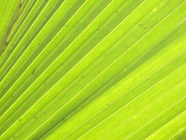 Υφή φύλλου φοινικών πράσινο — Φωτογραφία Αρχείου