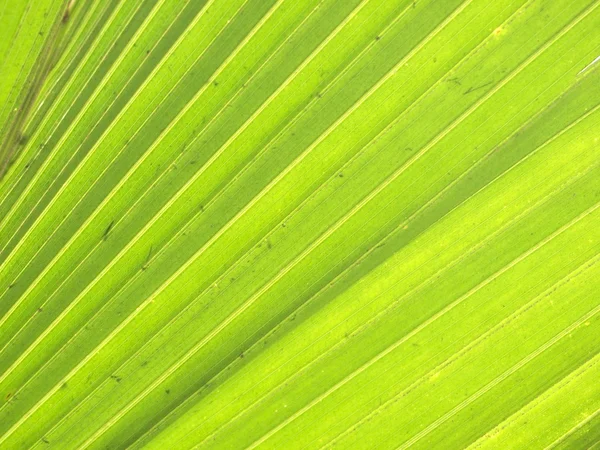 Textura de folha de palma verde — Fotografia de Stock