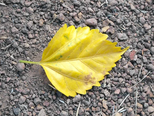 Sarı yaprak — Stok fotoğraf