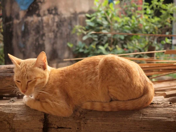 Close-up portrait cat — Stock Photo, Image