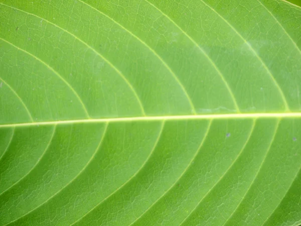 Motif de feuille de teck vert — Photo