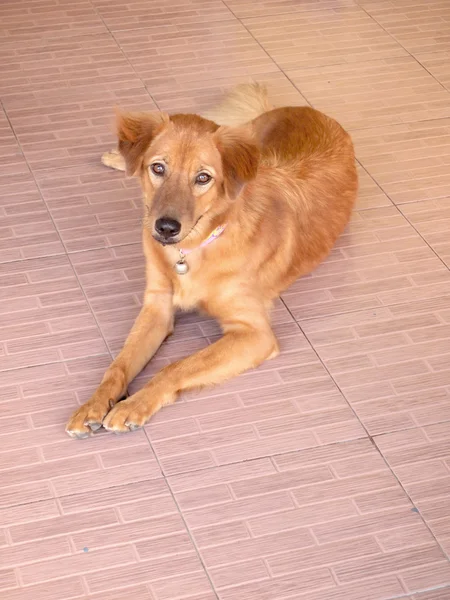 Street dog — Stock Photo, Image