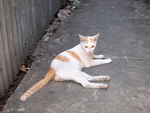 Thailändische Katze — Stockfoto