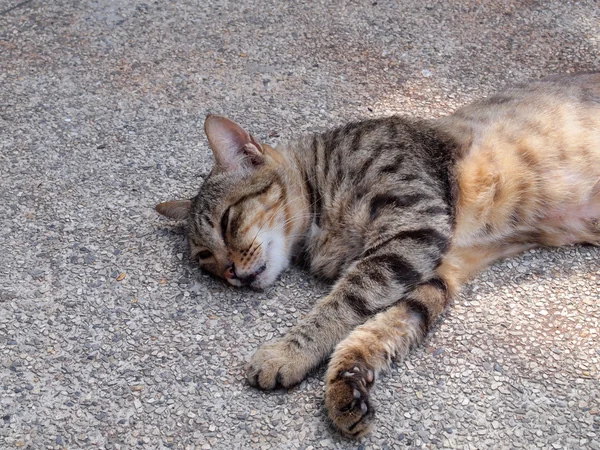 Primer plano de la cara de gato dormido, enfocándose en el primer plano —  Fotos de Stock