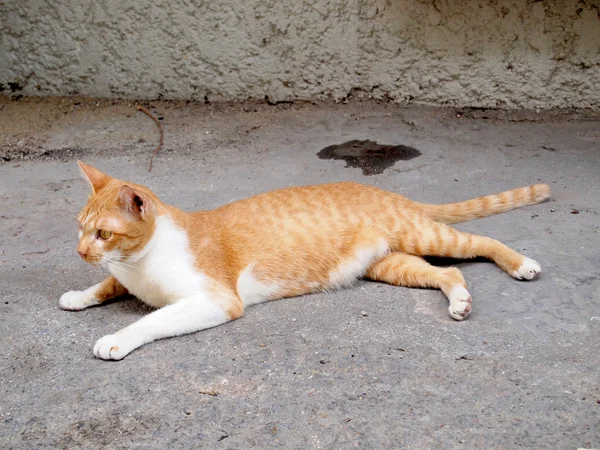 Thajská kočka — Stock fotografie