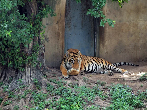 Tigre reale del bengala — Foto Stock