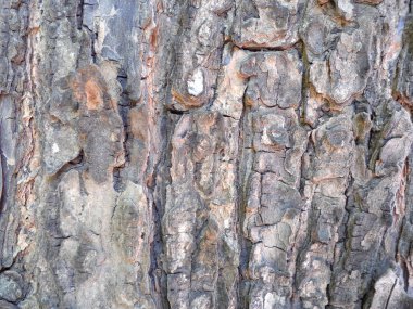 Ağaç kabuğu dokusu