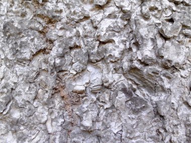 Ağaç kabuğu dokusu